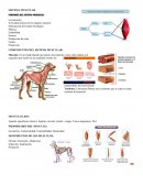 FUNCIONES DEL SISTEMA MUSCULAR