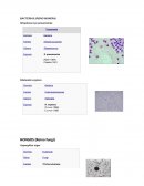 BACTERIAS (REINO MONERA)