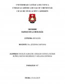 INFORME RAMAS DE LA BIOLOGÍA