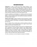 Descripción del proceso, insumos