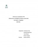 Diferencias célula eucarionte y procarionte