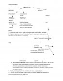 Técnica Histológica OBSERVACIÓN