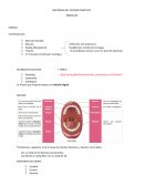 ANATOMIA DEL SISTEMA DIGESTIVO