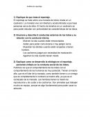 Analisis Comportamiento de los lobos
