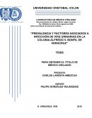 PREVALENCIA Y FACTORES ASOCIADOS A INFECCIÓN DE VÍAS URINARIAS EN LA COLONIA ALFREDO V. BONFIL DE VERACRUZ.