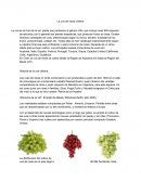 La uva de mesa chilena