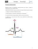 Taller Sistema Cardiovascular