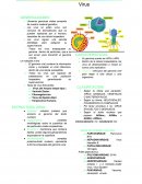 Virus. El genoma viral