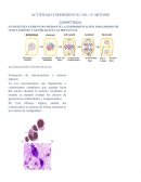 Practica de Mitosis