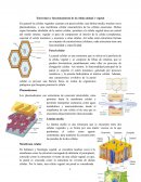 Funcionamiento y estructura de la celula animal y vegetal