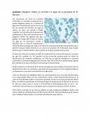 Louisiana: Naegleria fowleri se encontró en agua de la parroquia de St. Bernard