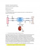 SEMINARIO 6: FISIOLOGÍA ENDOCRINA