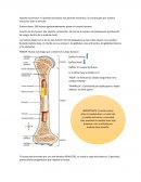 Sistema esqueletico