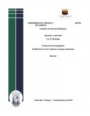 Acidificación de los océanos en playas mexicanas