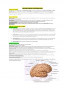 Hemisferios cerebrales