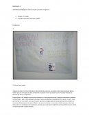 MOMENTO 1 Actividad pedagógica cultura de paz y acción de gracias