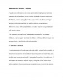 Anatomía del sistema linfático