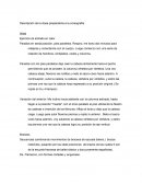 Descripción de la clase preparatoria a la coreografía