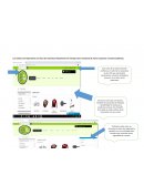 Teoria del color del sitio