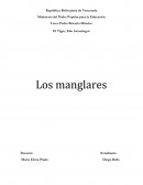 Biomas de Venezuela: Manglares