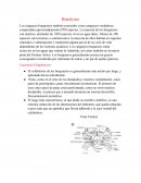 Brachyura. Los cangrejos braquiuros