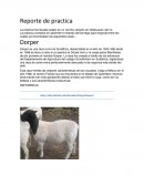 Tipos y costos ovinos