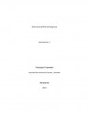 Actividad Idea de negocio