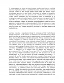 Genetica. CMS líneas y fertilidad