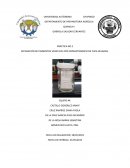 PRÁCTICA NO.2 SEPARACIÓN DE PIGMENTOS VEGETALES POR CROMATOGRAFÍA EN CAPA DELGADA