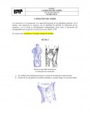 Técnica de castración protocolo cerdos