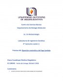 Práctica #8: Digestión enzimática del fago lambda