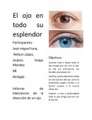 Biología Informe de laboratorio de la disección de un ojo