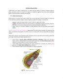 SISTEMA CIRCULATORIO