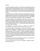 La fermentación del chucrut