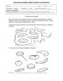 Guia de ciencias primero basico