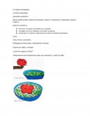 Secuencia de plantas comestibles
