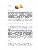 LA MACA