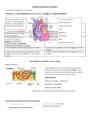 Sistema circulatorio y linfatico Los organos circulatorios comprenden
