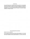 Bacteria Thermus aquaticus