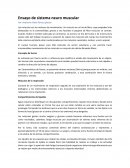 Ensayo sistema neuro muscular