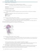 Fragmento del film BUSCANDO A NEMO