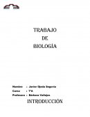 Trabajo De Biología.Insecto