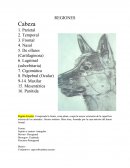 Region de Cabeza- Equino