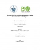 Práctica 1 Cultivo de Tejidos Vegetales