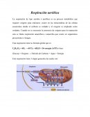 Sistema endocrino y sistema nervioso