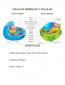 CELULAS ANIMALES Y CELULAS VEGETALES