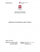 Identificacion carbohidratos lipidos y proteinas