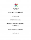 CUADRANTES Y REGIONES ANATÓMICAS