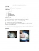 LABORATORIO DE UN FLUIDO NO NEWTONIANO