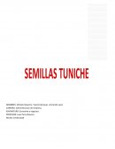 Economia y negocios. Semillas tuniche